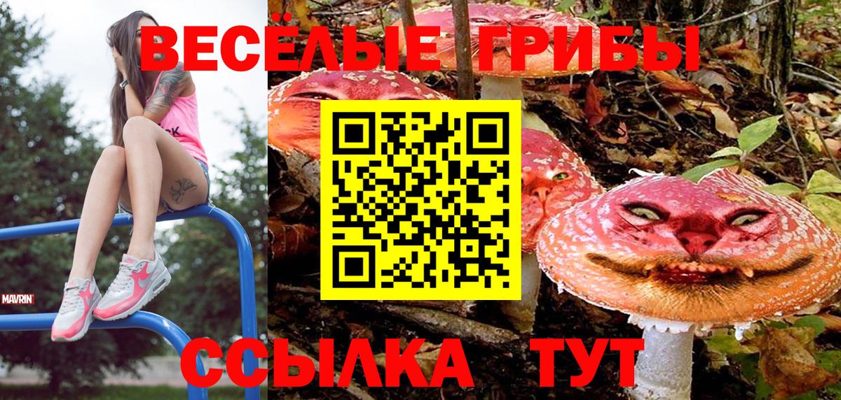 Знаменск  Псилоцибиновые грибы Psilocybe  Вход с VPN  Галлюциногенные грибы Cubensis 